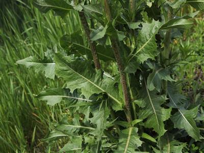 Laboratoire d'expertise et de diagnostic en phytoprotection - MAPAQ