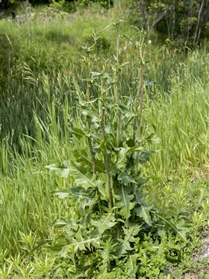 Laboratoire d'expertise et de diagnostic en phytoprotection - MAPAQ