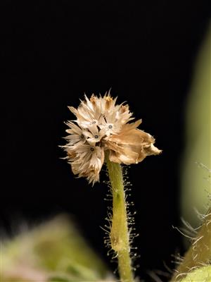 Laboratoire d'expertise et de diagnostic en phytoprotection - MAPAQ