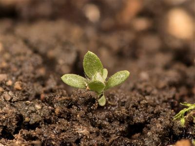 Laboratoire d'expertise et de diagnostic en phytoprotection - MAPAQ
