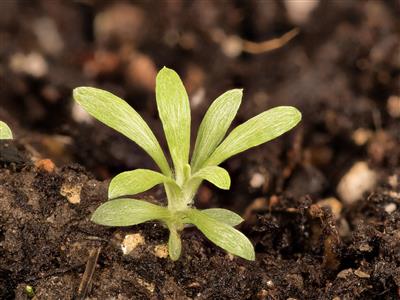 Laboratoire d'expertise et de diagnostic en phytoprotection - MAPAQ