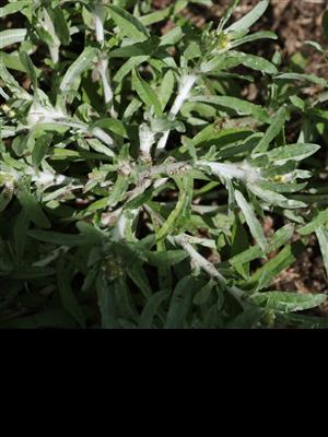 Laboratoire d'expertise et de diagnostic en phytoprotection - MAPAQ