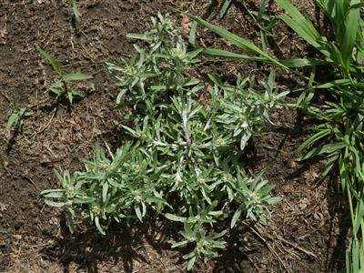 Laboratoire d'expertise et de diagnostic en phytoprotection - MAPAQ