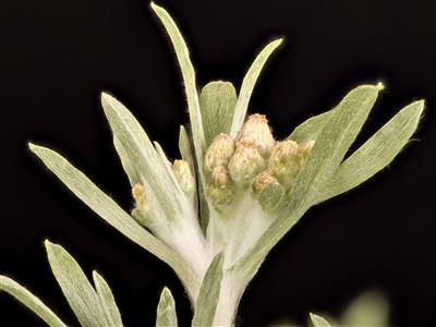 Laboratoire d'expertise et de diagnostic en phytoprotection - MAPAQ