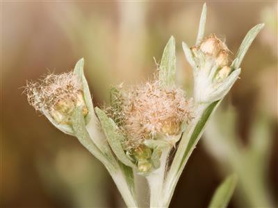 Laboratoire d'expertise et de diagnostic en phytoprotection - MAPAQ