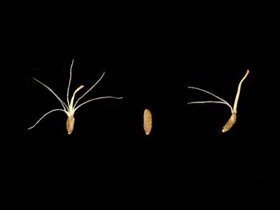 Laboratoire d'expertise et de diagnostic en phytoprotection - MAPAQ