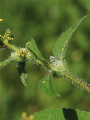 Laboratoire d'expertise et de diagnostic en phytoprotection - MAPAQ