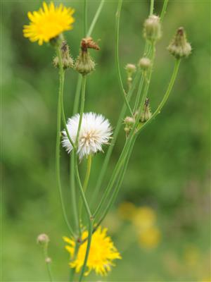 Laboratoire d'expertise et de diagnostic en phytoprotection - MAPAQ