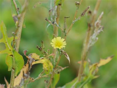 Laboratoire d'expertise et de diagnostic en phytoprotection - MAPAQ