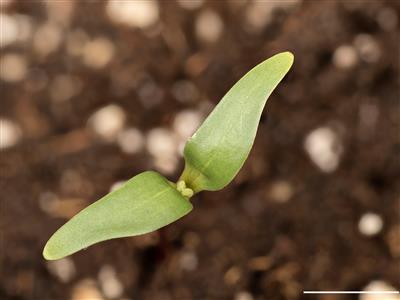 Laboratoire d'expertise et de diagnostic en phytoprotection - MAPAQ
