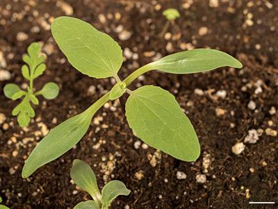 Laboratoire d'expertise et de diagnostic en phytoprotection - MAPAQ