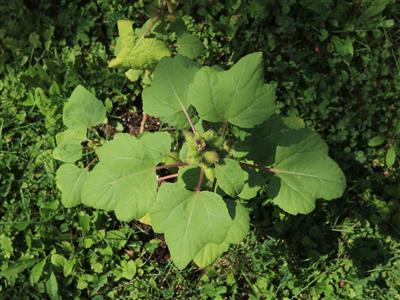 Laboratoire d'expertise et de diagnostic en phytoprotection - MAPAQ