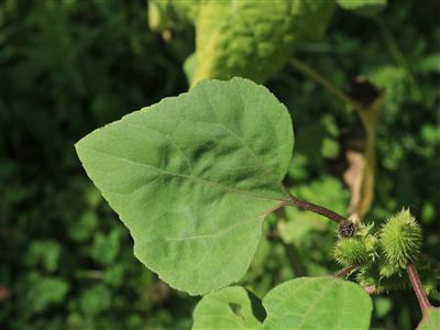 Laboratoire d'expertise et de diagnostic en phytoprotection - MAPAQ