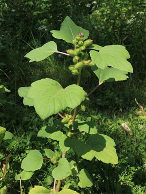 Laboratoire d'expertise et de diagnostic en phytoprotection - MAPAQ