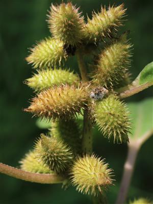 Laboratoire d'expertise et de diagnostic en phytoprotection - MAPAQ