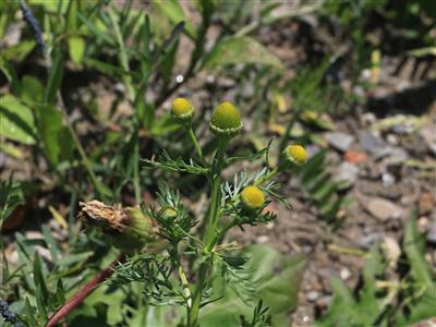 Laboratoire d'expertise et de diagnostic en phytoprotection - MAPAQ