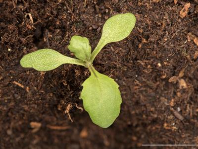 Laboratoire d'expertise et de diagnostic en phytoprotection - MAPAQ