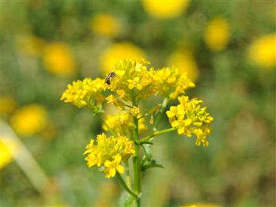 Laboratoire d'expertise et de diagnostic en phytoprotection - MAPAQ