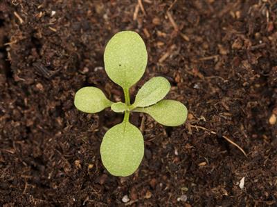 Laboratoire d'expertise et de diagnostic en phytoprotection - MAPAQ