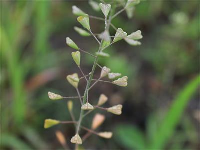 Laboratoire d'expertise et de diagnostic en phytoprotection - MAPAQ