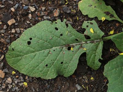 Laboratoire d'expertise et de diagnostic en phytoprotection - MAPAQ