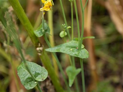 Laboratoire d'expertise et de diagnostic en phytoprotection - MAPAQ