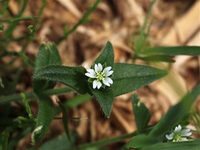 Laboratoire d'expertise et de diagnostic en phytoprotection - MAPAQ