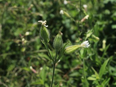 Laboratoire d'expertise et de diagnostic en phytoprotection - MAPAQ