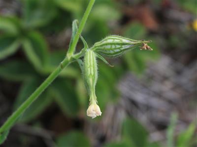 Laboratoire d'expertise et de diagnostic en phytoprotection - MAPAQ