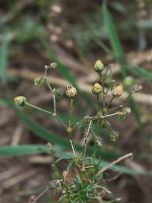 Laboratoire d'expertise et de diagnostic en phytoprotection - MAPAQ