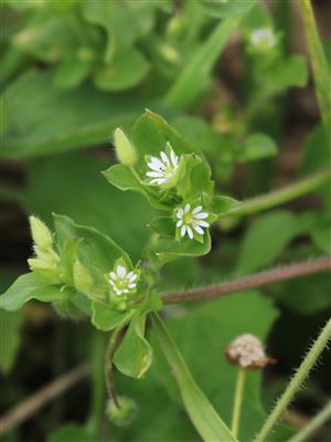 Laboratoire d'expertise et de diagnostic en phytoprotection - MAPAQ