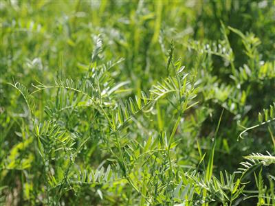 Laboratoire d'expertise et de diagnostic en phytoprotection - MAPAQ