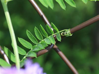 Laboratoire d'expertise et de diagnostic en phytoprotection - MAPAQ