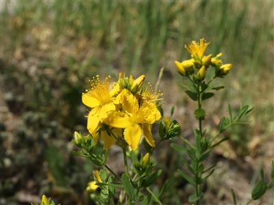 Laboratoire d'expertise et de diagnostic en phytoprotection - MAPAQ