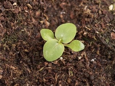 Laboratoire d'expertise et de diagnostic en phytoprotection - MAPAQ