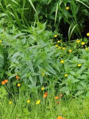 Laboratoire d'expertise et de diagnostic en phytoprotection - MAPAQ