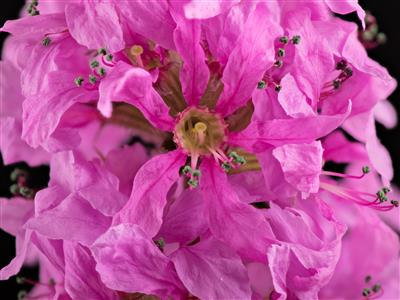 Laboratoire d'expertise et de diagnostic en phytoprotection - MAPAQ