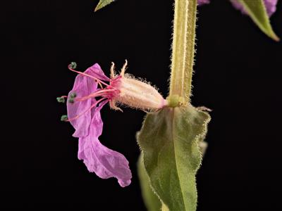 Laboratoire d'expertise et de diagnostic en phytoprotection - MAPAQ