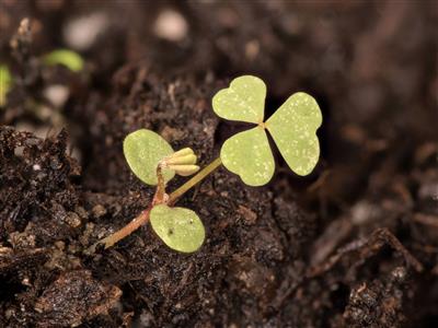 Laboratoire d'expertise et de diagnostic en phytoprotection - MAPAQ