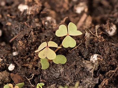 Laboratoire d'expertise et de diagnostic en phytoprotection - MAPAQ