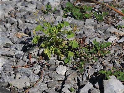 Laboratoire d'expertise et de diagnostic en phytoprotection - MAPAQ