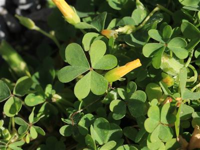 Laboratoire d'expertise et de diagnostic en phytoprotection - MAPAQ