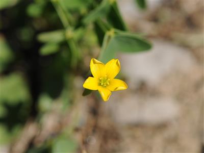 Laboratoire d'expertise et de diagnostic en phytoprotection - MAPAQ