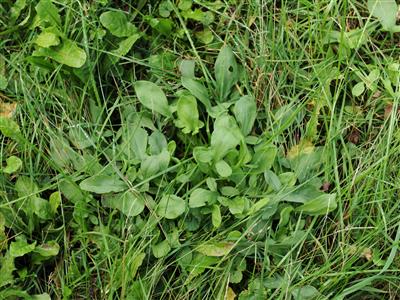 Laboratoire d'expertise et de diagnostic en phytoprotection - MAPAQ