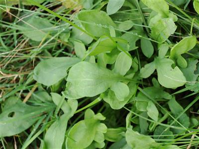 Laboratoire d'expertise et de diagnostic en phytoprotection - MAPAQ