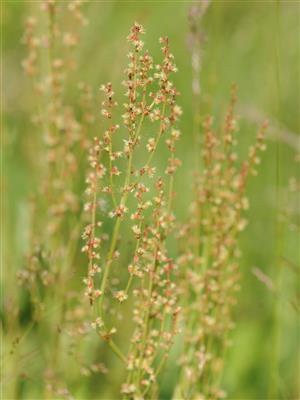 Laboratoire d'expertise et de diagnostic en phytoprotection - MAPAQ