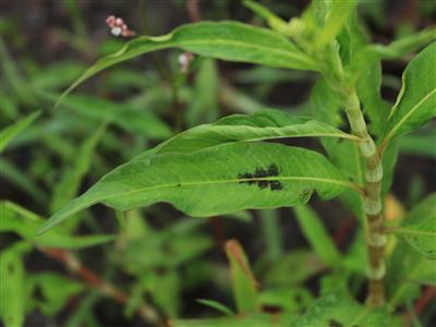 Laboratoire d'expertise et de diagnostic en phytoprotection - MAPAQ