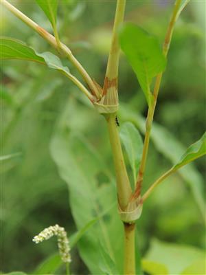 Laboratoire d'expertise et de diagnostic en phytoprotection - MAPAQ