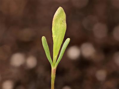 Laboratoire d'expertise et de diagnostic en phytoprotection - MAPAQ