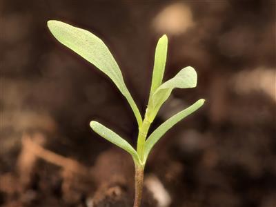 Laboratoire d'expertise et de diagnostic en phytoprotection - MAPAQ